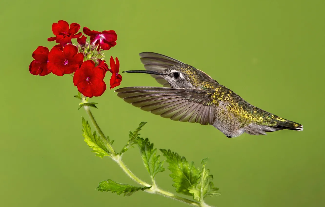 Фото обои цветок, птица, крылья, клюв, колибри, калипта Анны