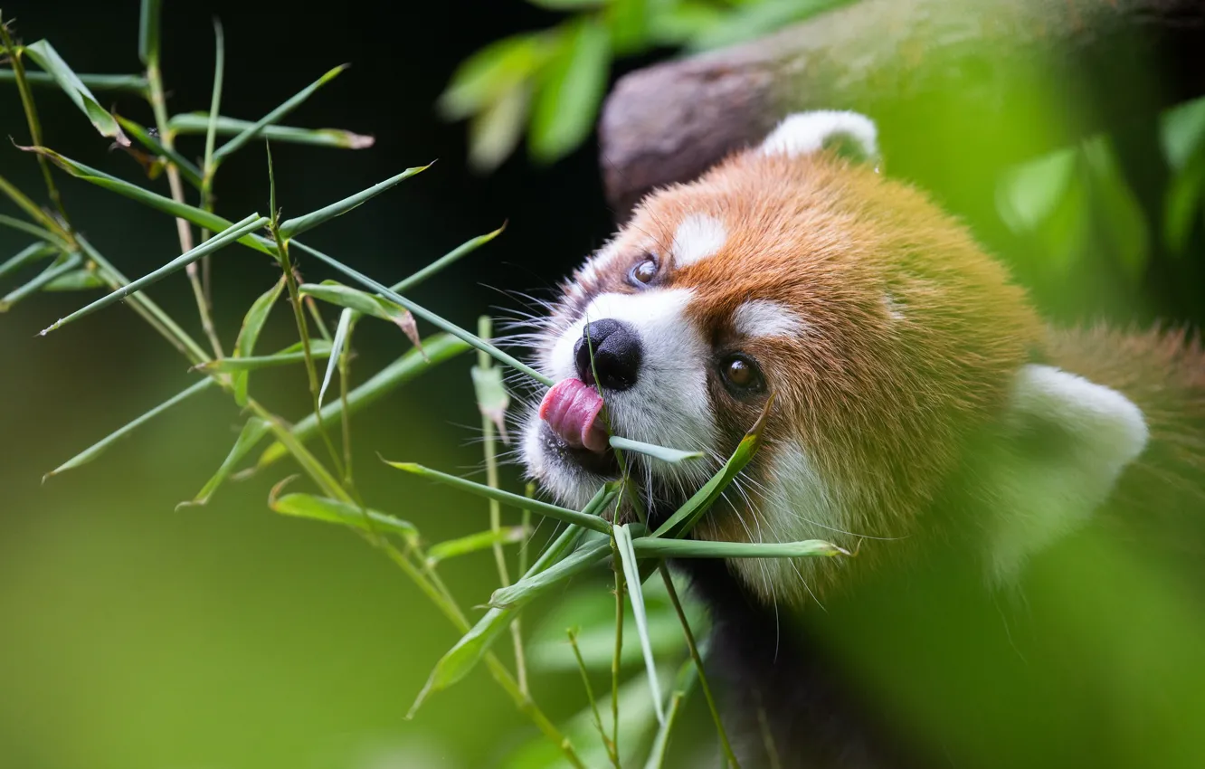 Фото обои язык, листья, ветка, красная панда, мордашка, малая панда, трапеза