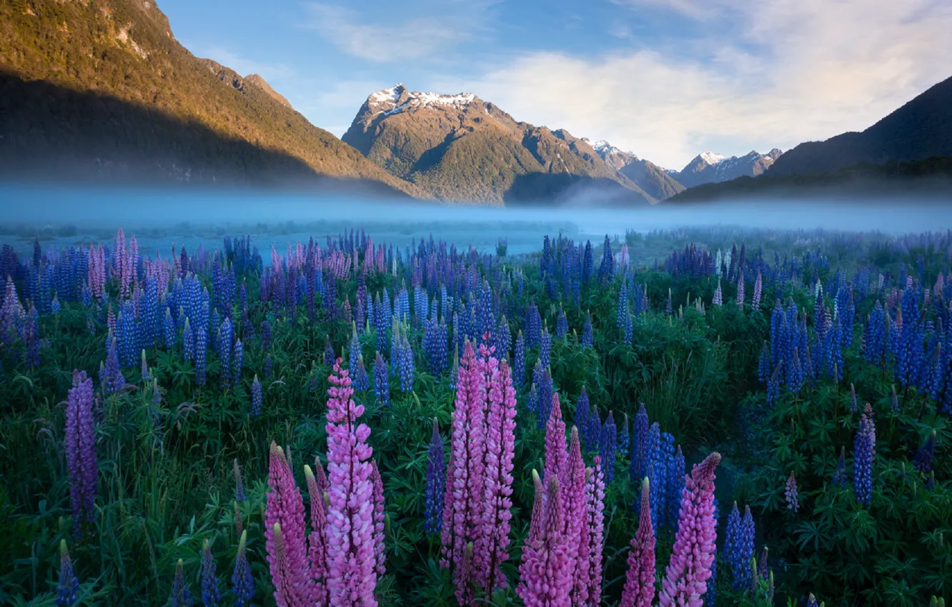 Фото обои цветы, рассвет, Новая Зеландия