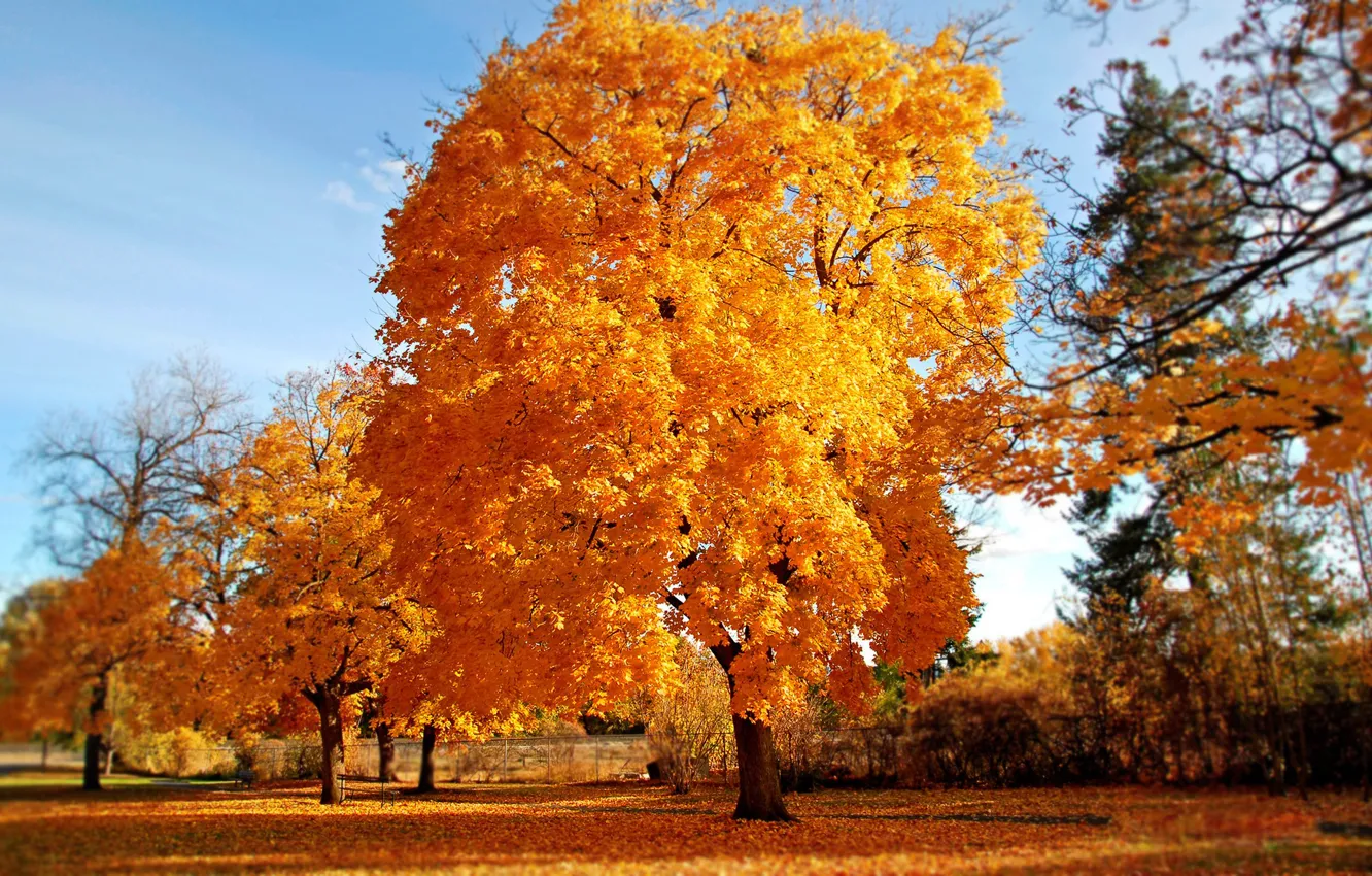 Фото обои осень, золото, дерево