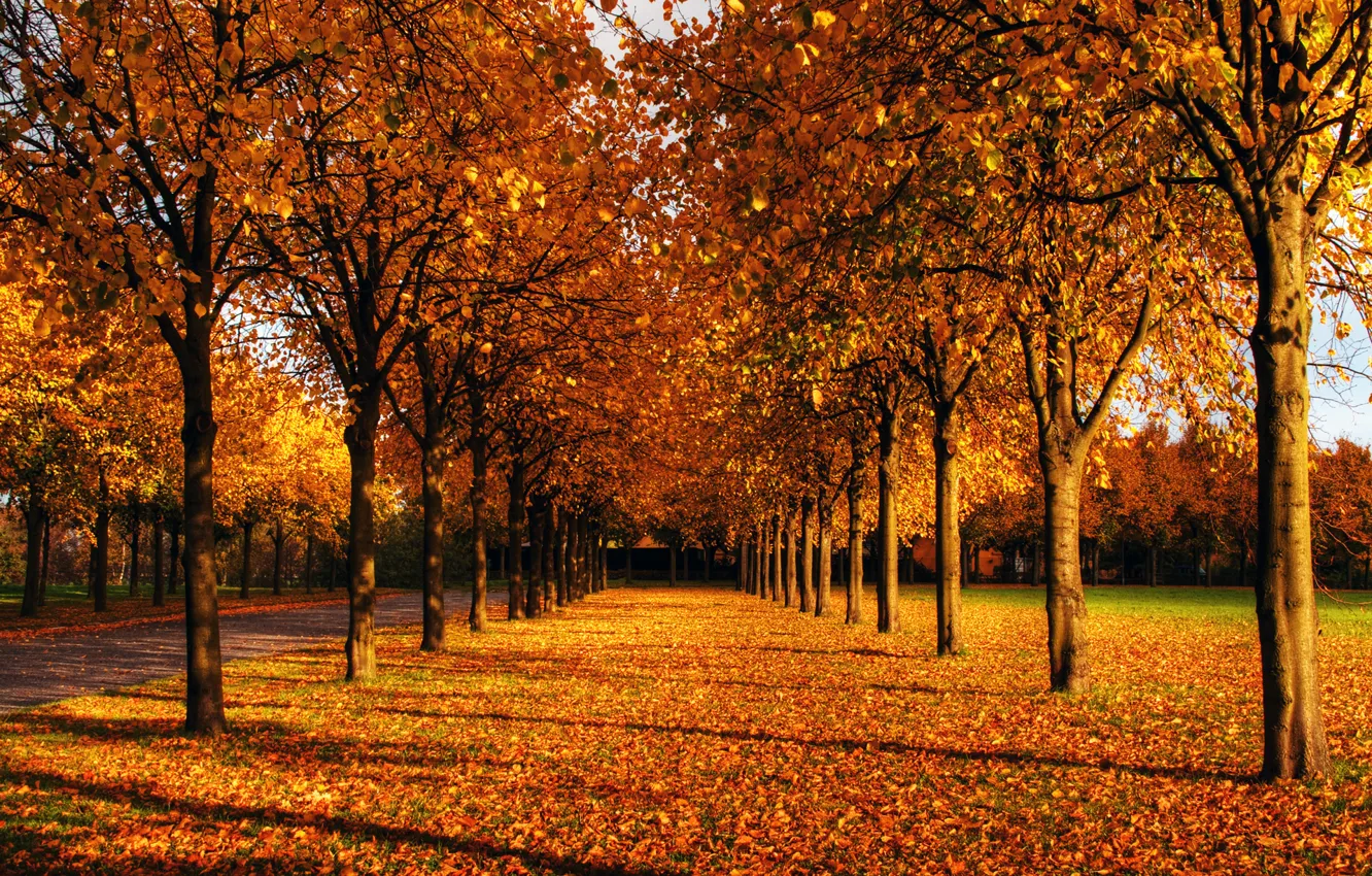 Фото обои осень, небо, листья, солнце, деревья, парк, ветви, голубое