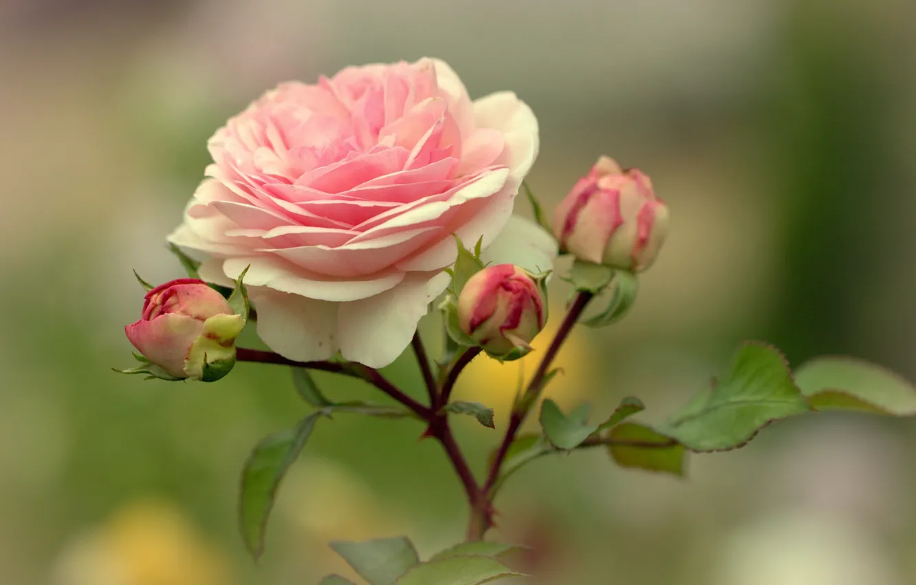 Фото обои размытый задний фон, розовая роза, бутоны роз