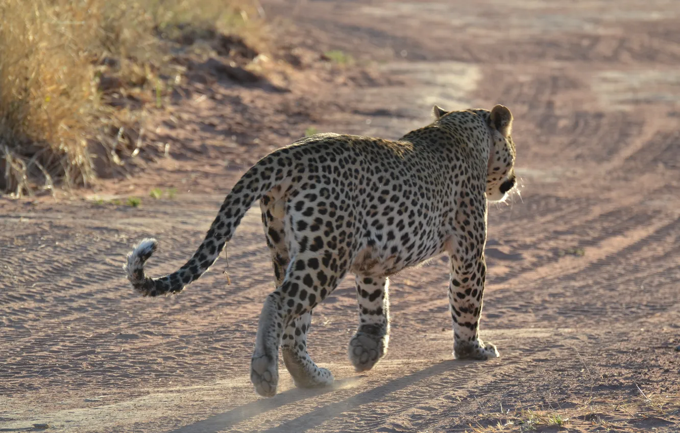 Фото обои леопард, Африка, Namibia