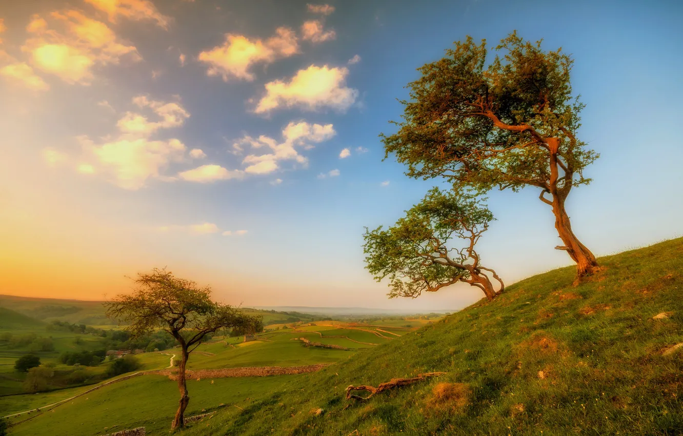 Фото обои деревья, пейзаж, холмы, Англия, Йоркшир
