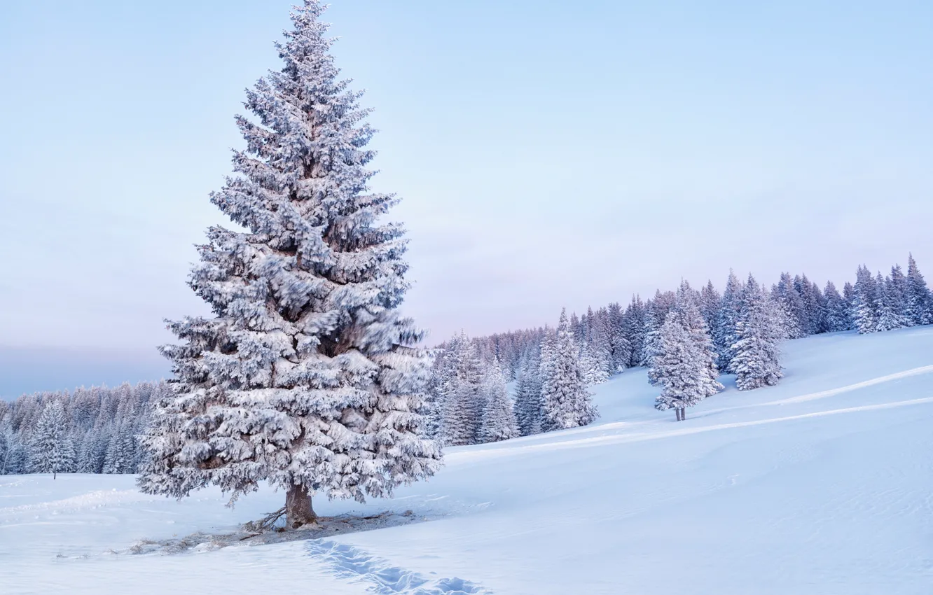Фото обои снег, деревья, следы, природа, елки, утро, ели