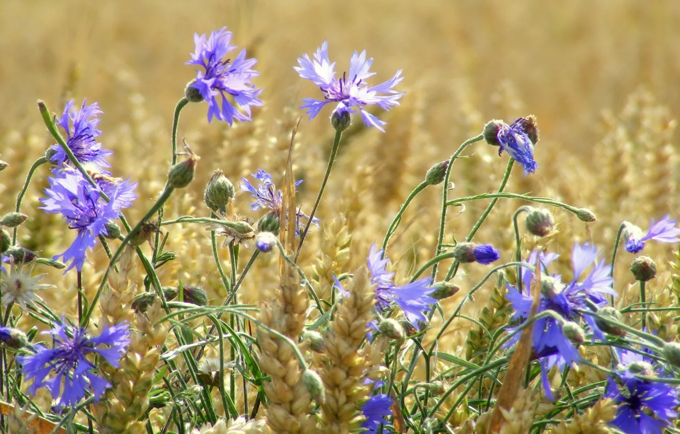 Фото обои пшеница, поле, лето, цветы, колосья, васильки