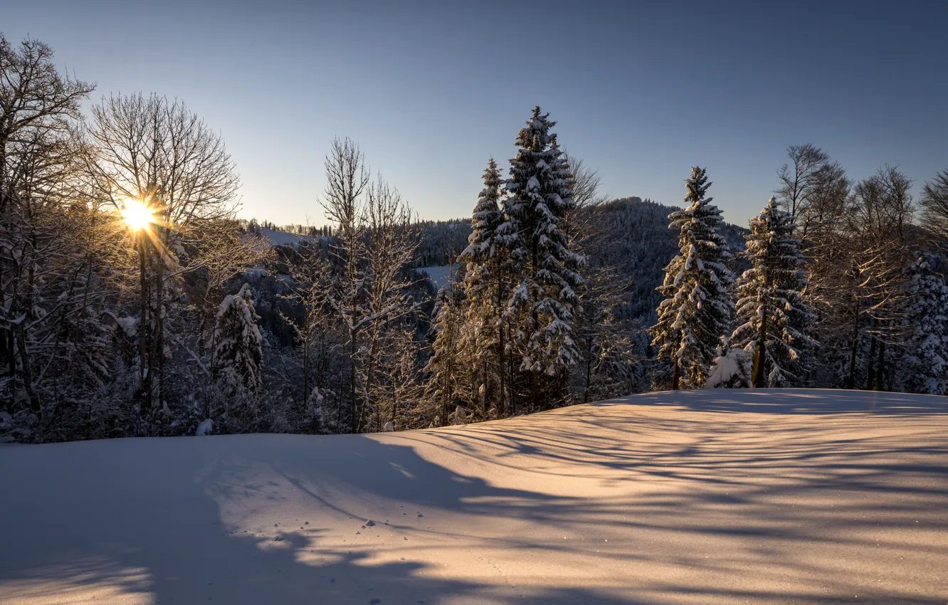 Фото обои зима, лес, солнце, снег, природа, утро, Швейцария, Санкт-Галлен