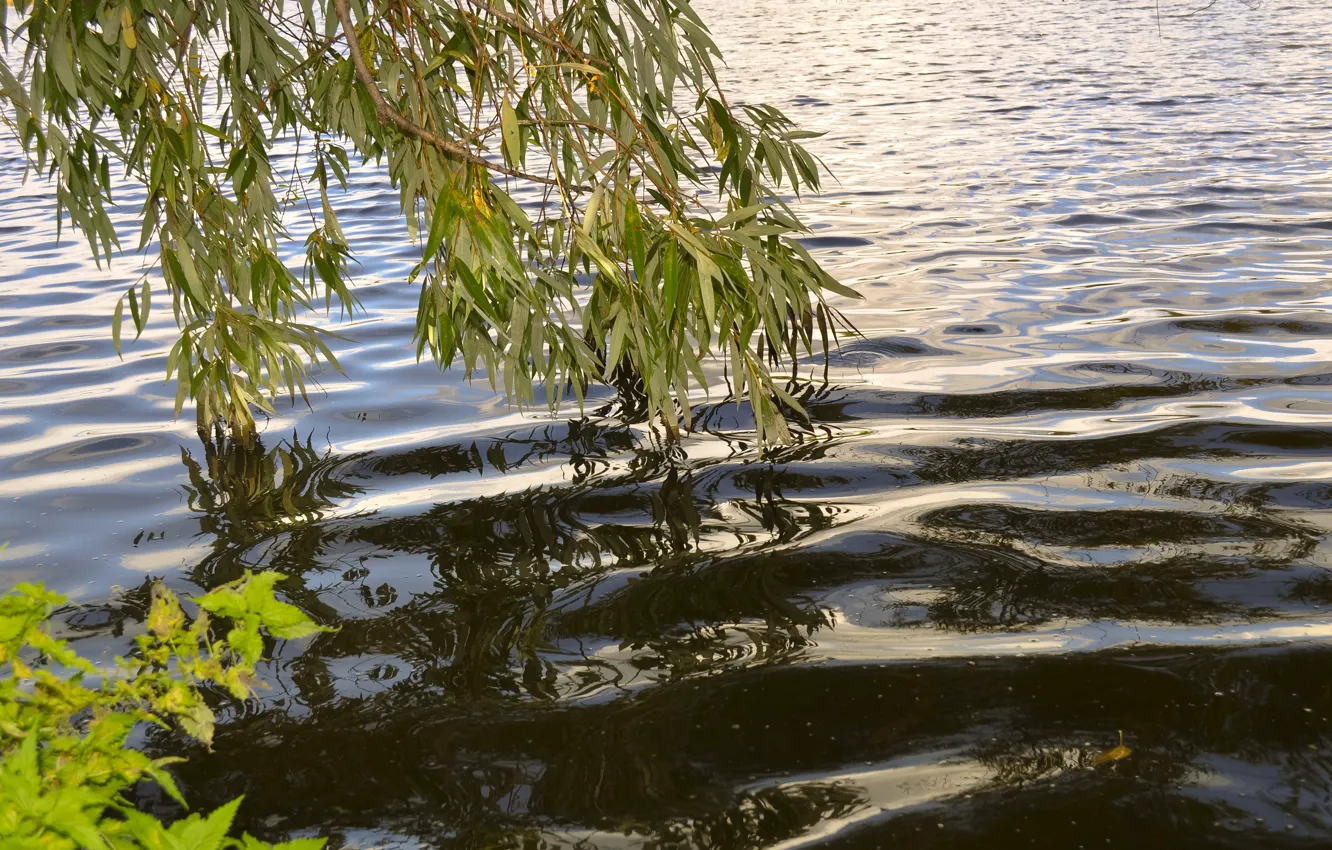 Фото обои Вода, Озеро, Листья, Ветви, Lake, Trees