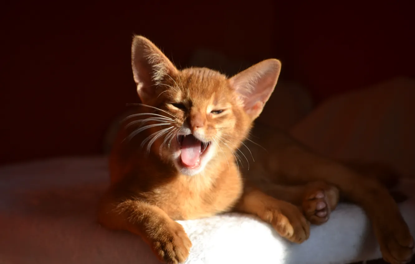 Фото обои котенок, зевает, Abyssinian Cat