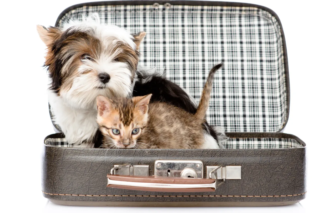 Фото обои котенок, собака, чемодан, kitten, Dogs, терьер