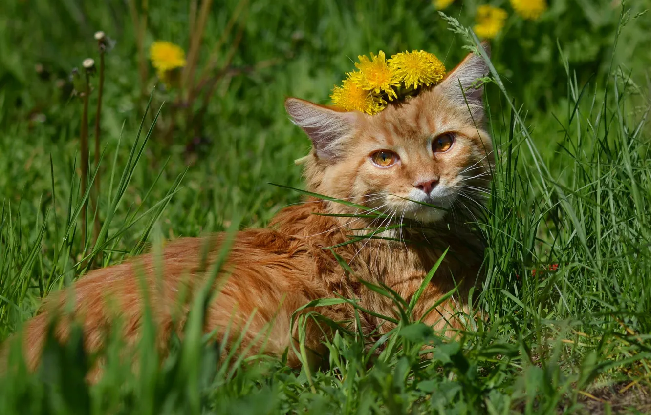 Фото обои зелень, кошка, трава, кот, взгляд, свет, цветы, природа