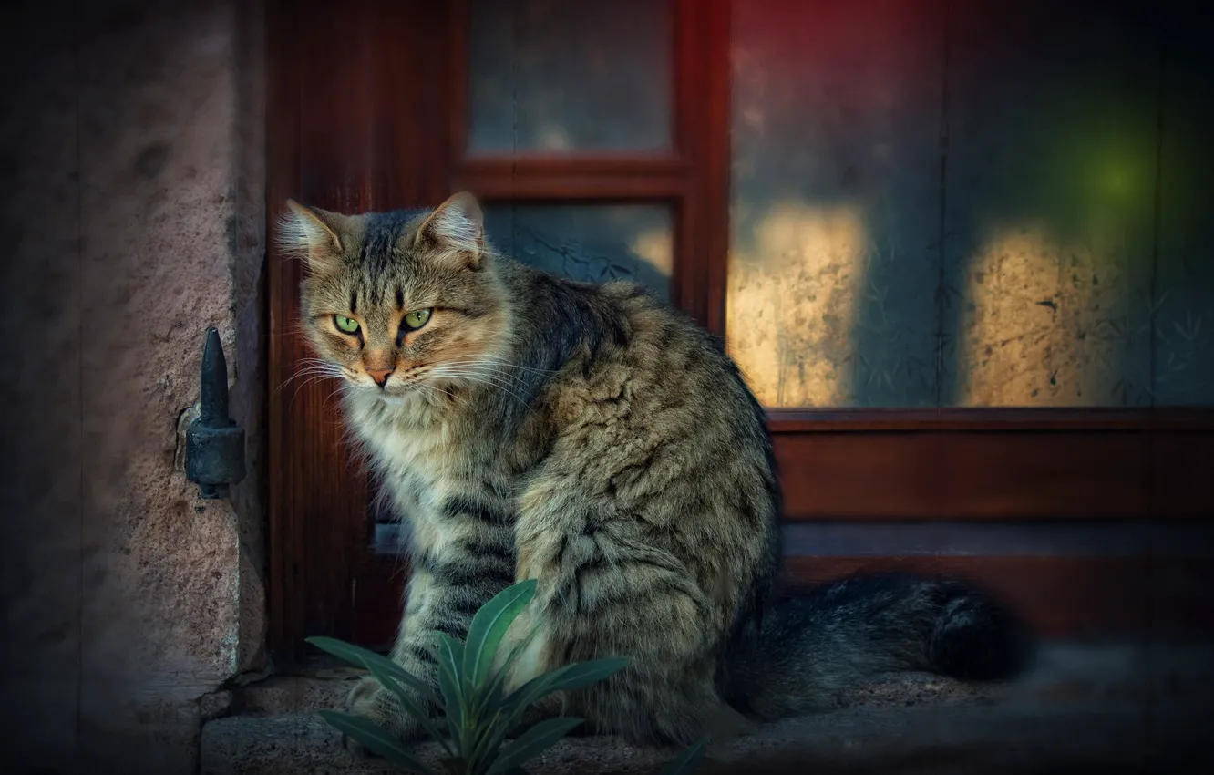 Фото обои кот, окно, котейка