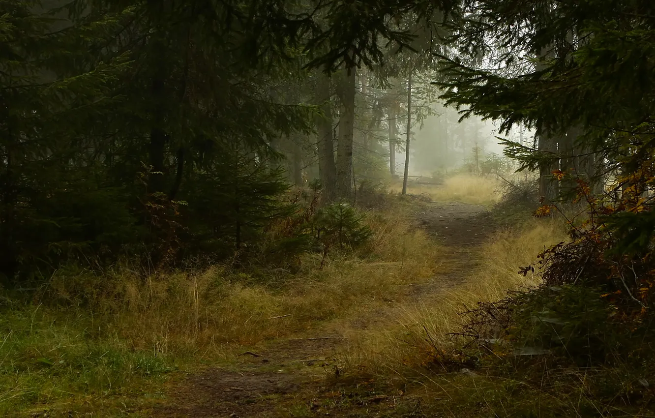 Фото обои осень, деревья, природа, туман, тропа, Лес, ели, тропинка