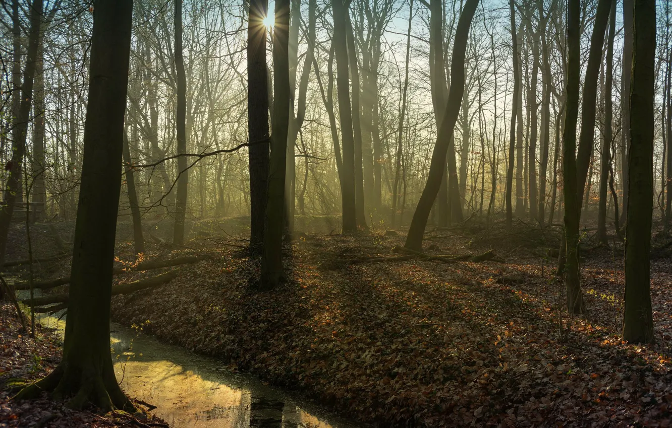 Фото обои осень, лес, лучи, свет, деревья, ветки, туман, ручей