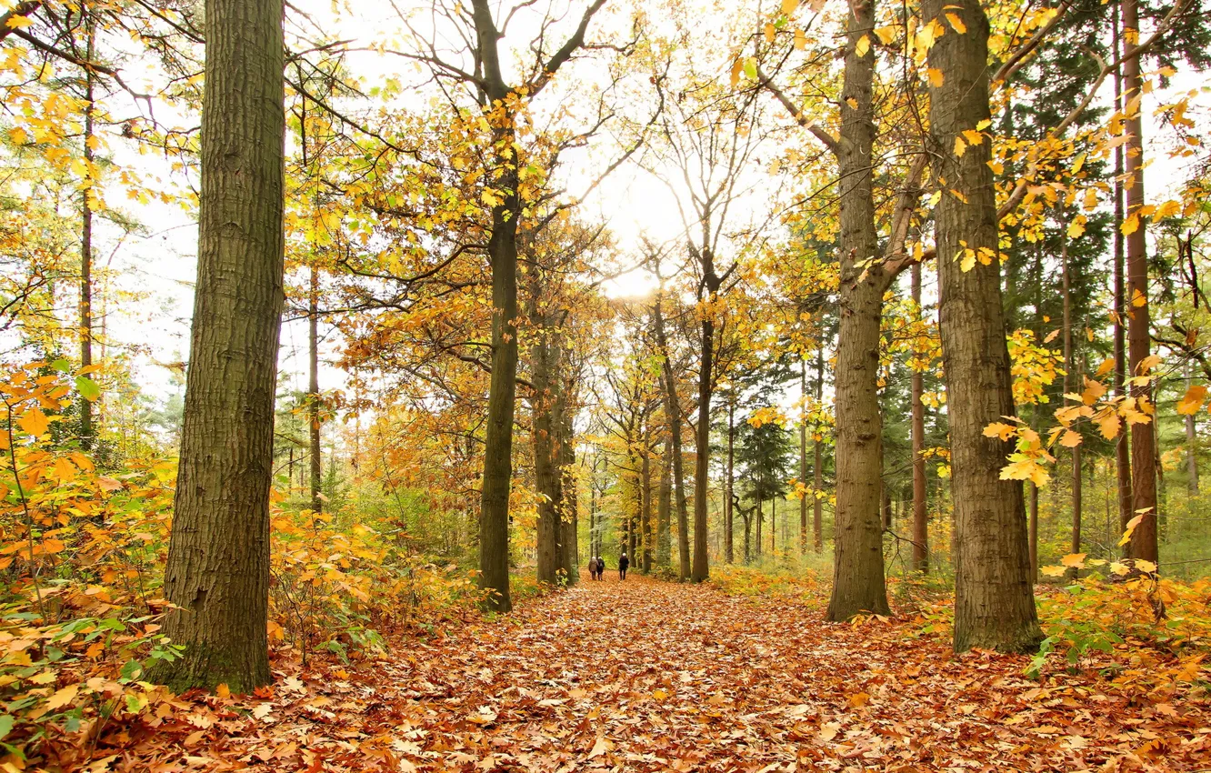 Фото обои осень, листья, природа, парк