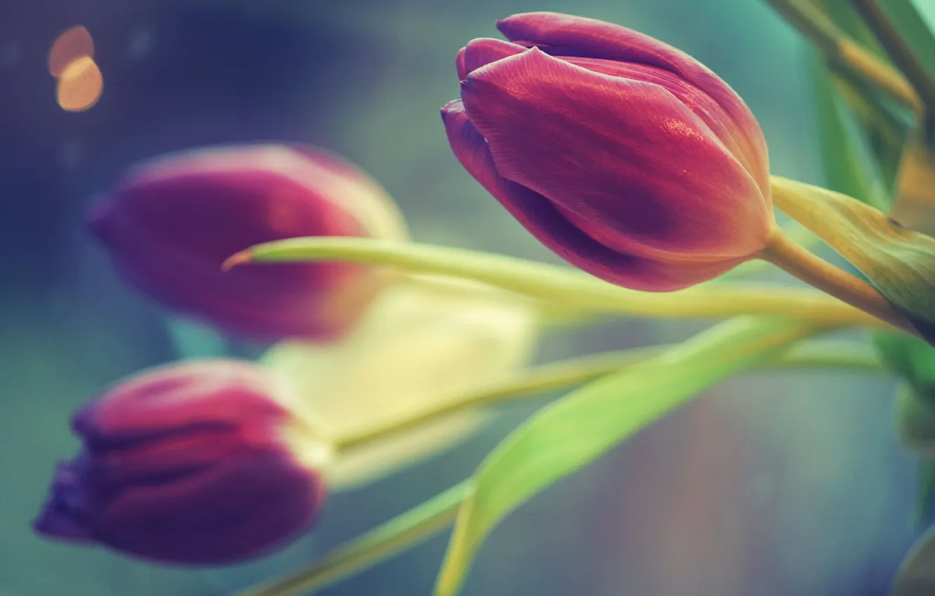 Фото обои цветы, цвет, тюльпаны