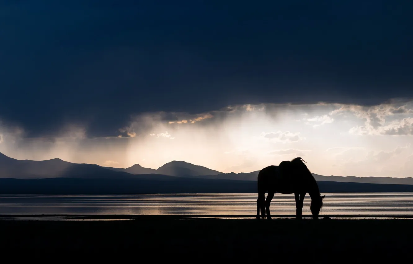 Фото обои пейзаж, ночь, природа, конь