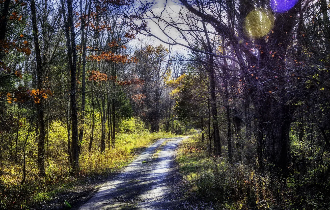 Фото обои дорога, осень, лес, солнце, деревья, блики, обработка