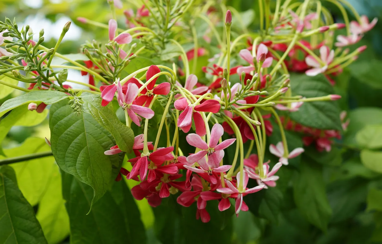 Фото обои листья, цветы, flower, pink, стебельки, Combretum indicum, Quisqualis