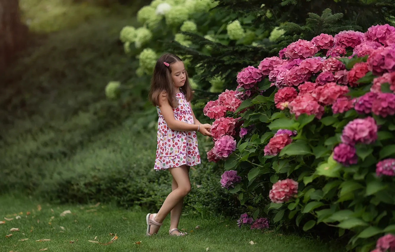 Фото обои лето, цветы, природа, девочка, кусты, ребёнок, гортензия, Анастасия Бармина