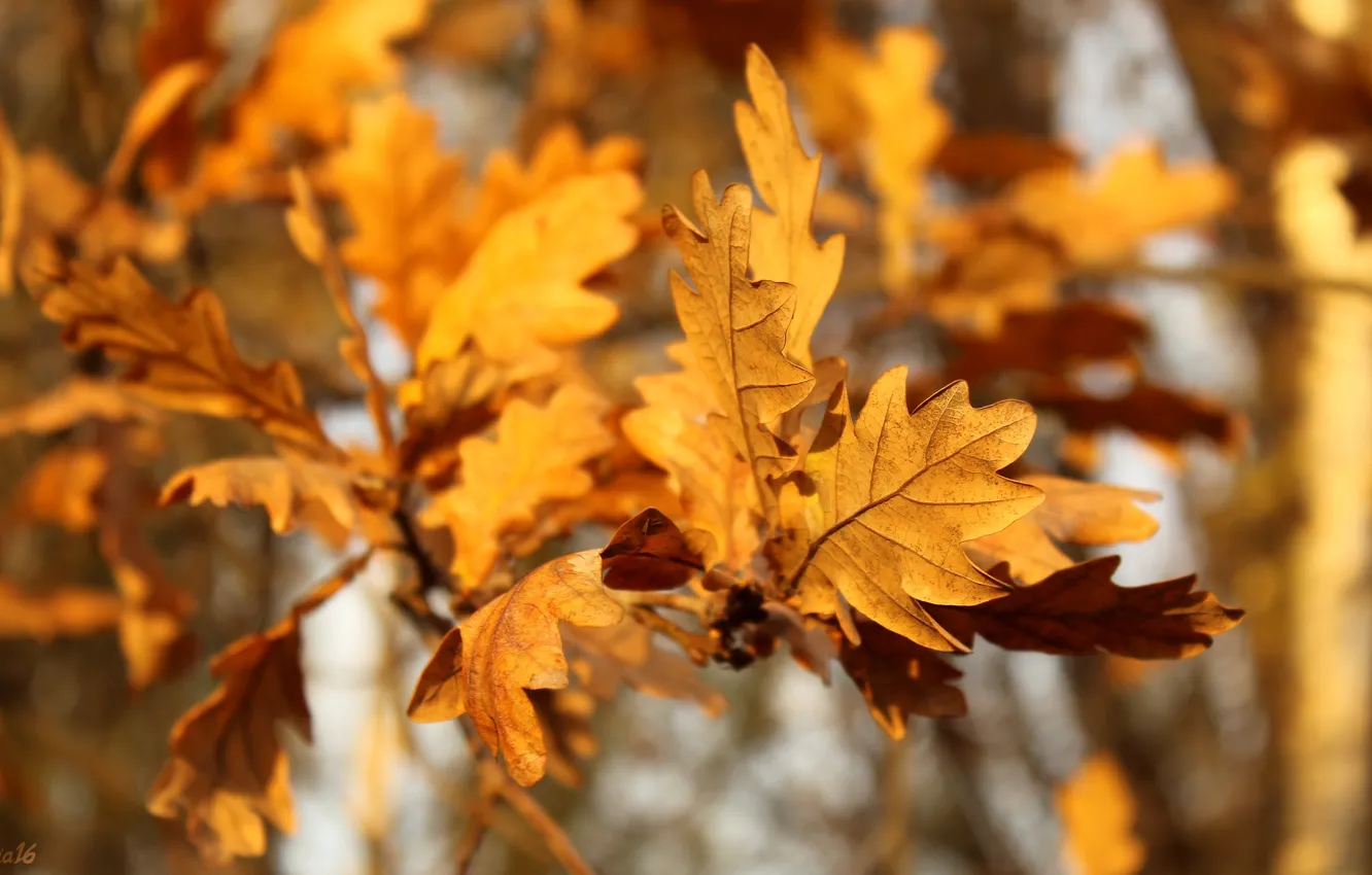 Фото обои autumn, tree, leaf, twig