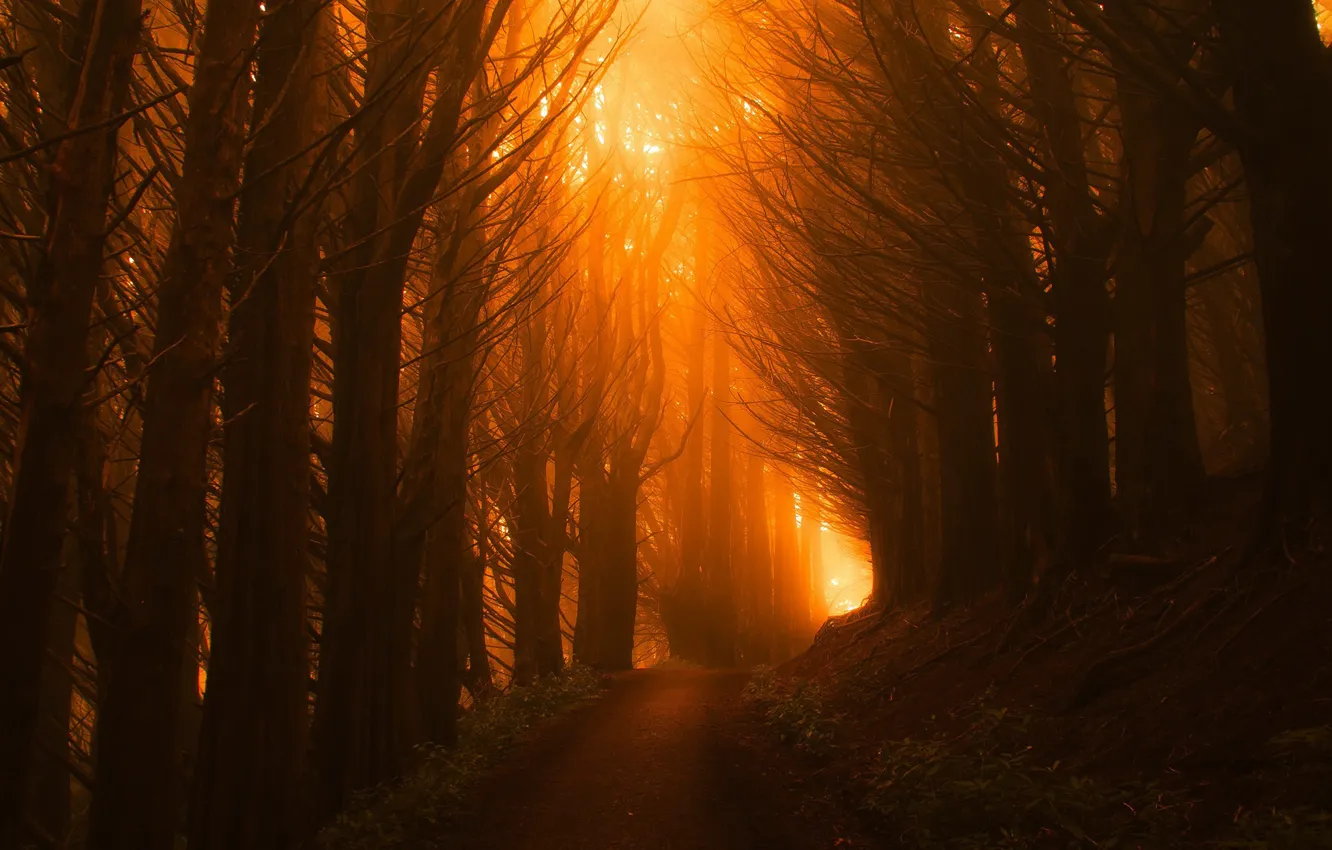 Фото обои лес, листья, свет, деревья, оранжевый, ветки, туман, стволы