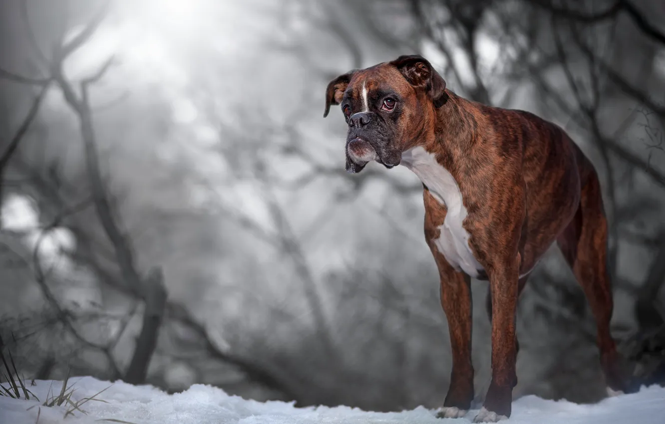 Фото обои снег, собака, боке, боксёр