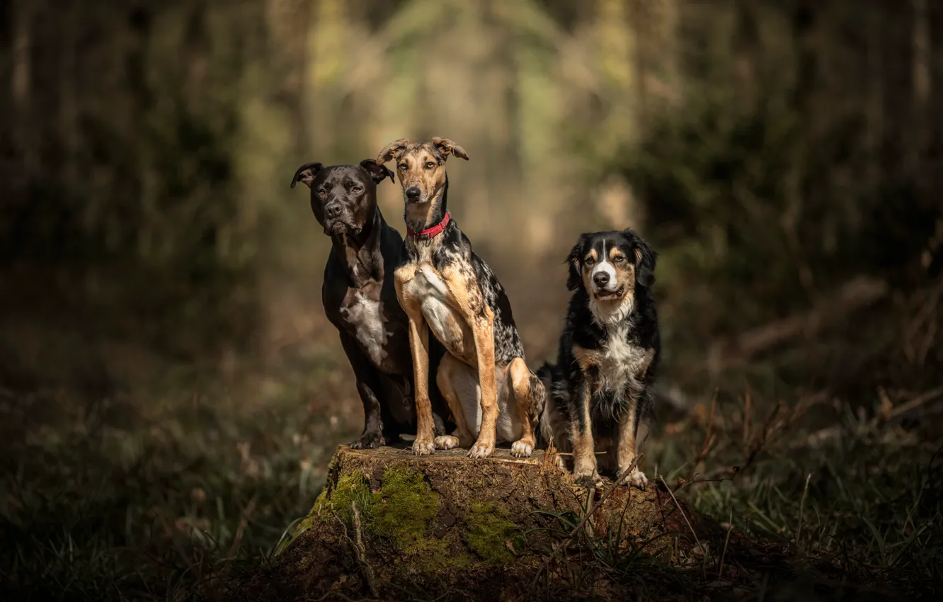 Фото обои лес, собаки, пень, трио, друзья, боке, троица, три собаки