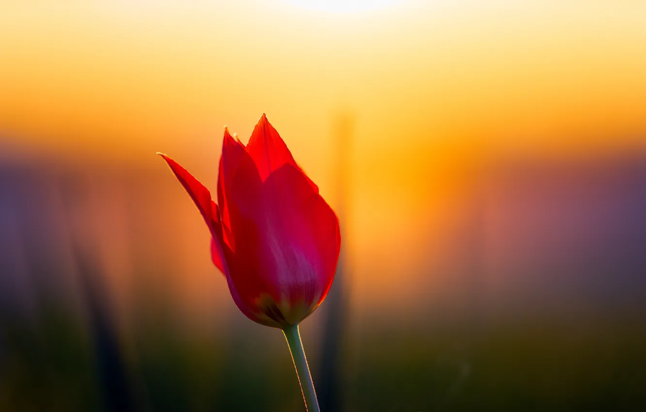 Фото обои цветок, закат, тюльпан