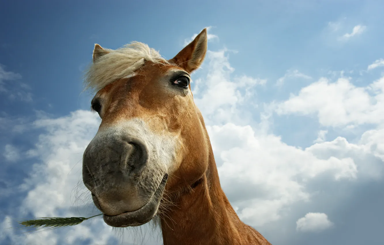 Фото обои животные, трава, глаза, конь, лошадь, кони, лошади, колоски