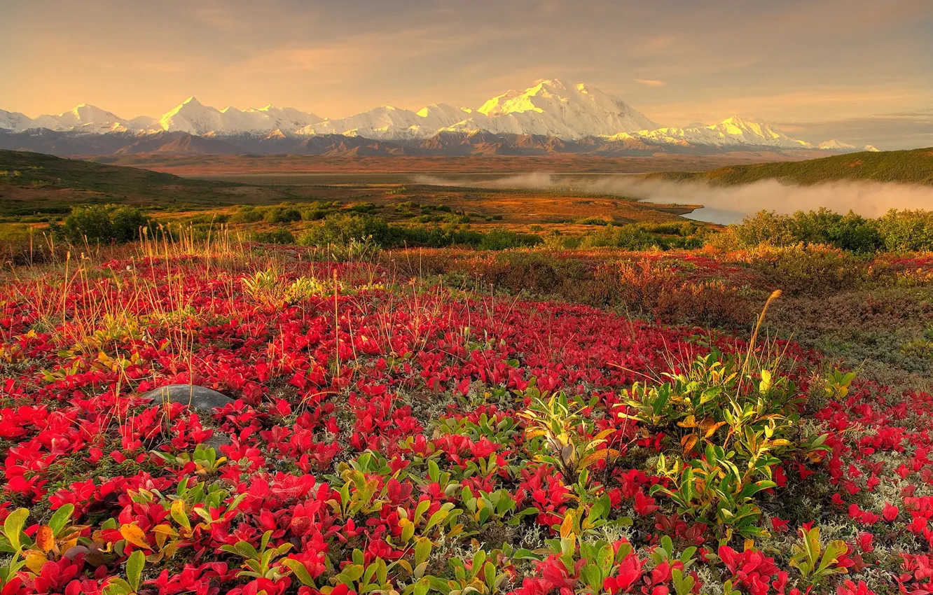 Фото обои цветы, горы, туман, 152