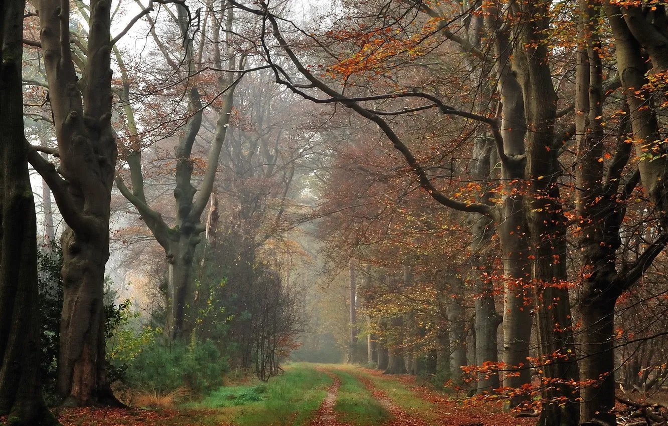 Фото обои осень, лес, туман, дорожка, forest, Autumn, fog, path