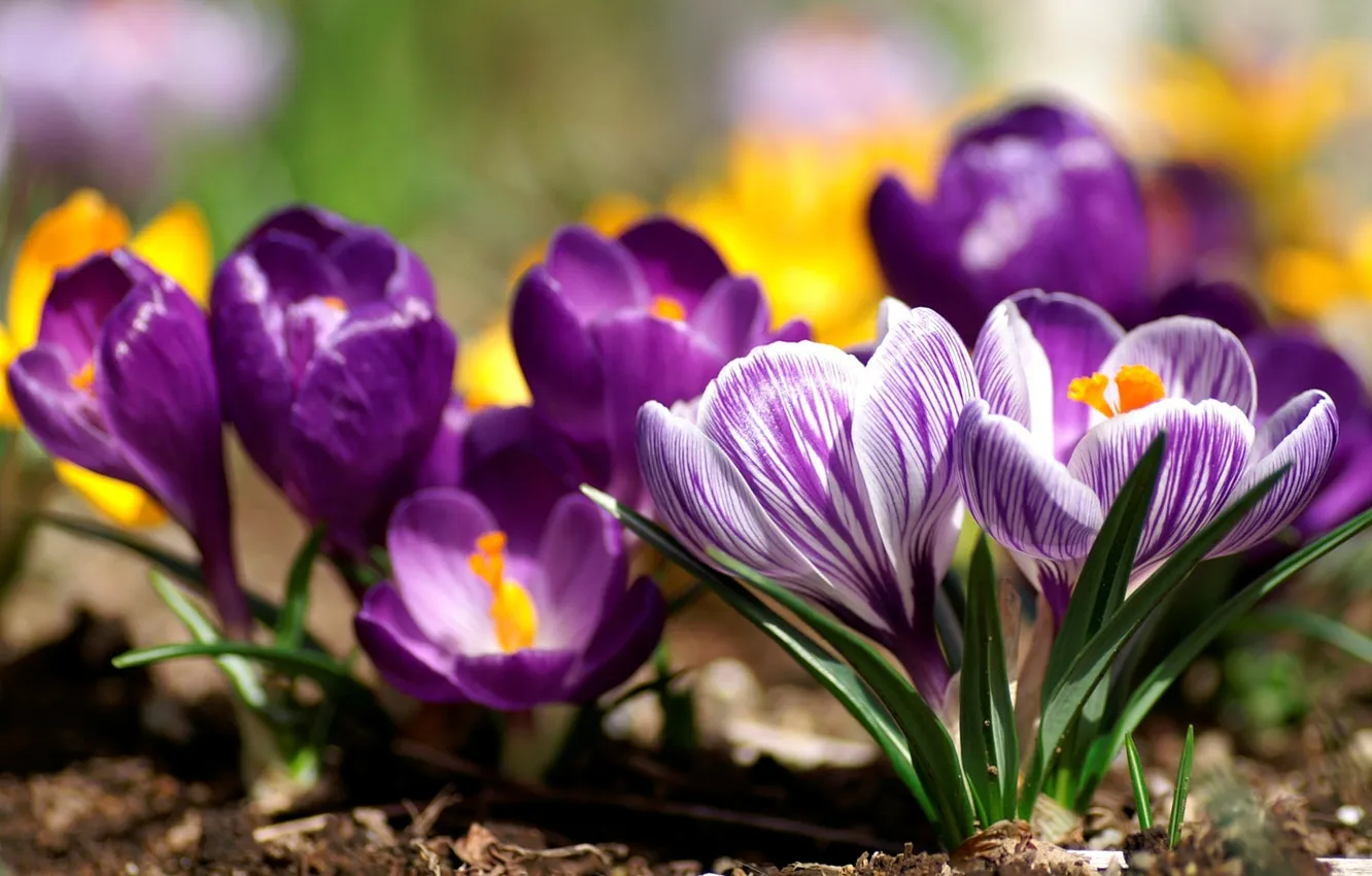 Фото обои цветы, природа, весна, лепестки, крокусы, бутоны, первоцвет