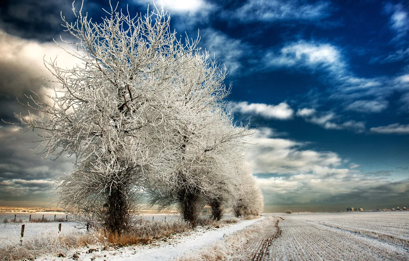 Фото обои зима, поле, деревья, природа, иний