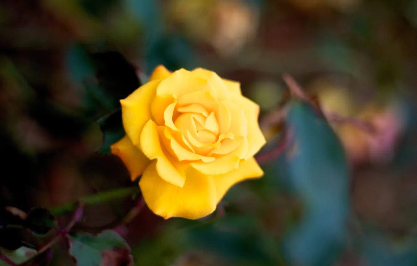 Фото обои макро, роза, лепестки, желтая, цветок. природа