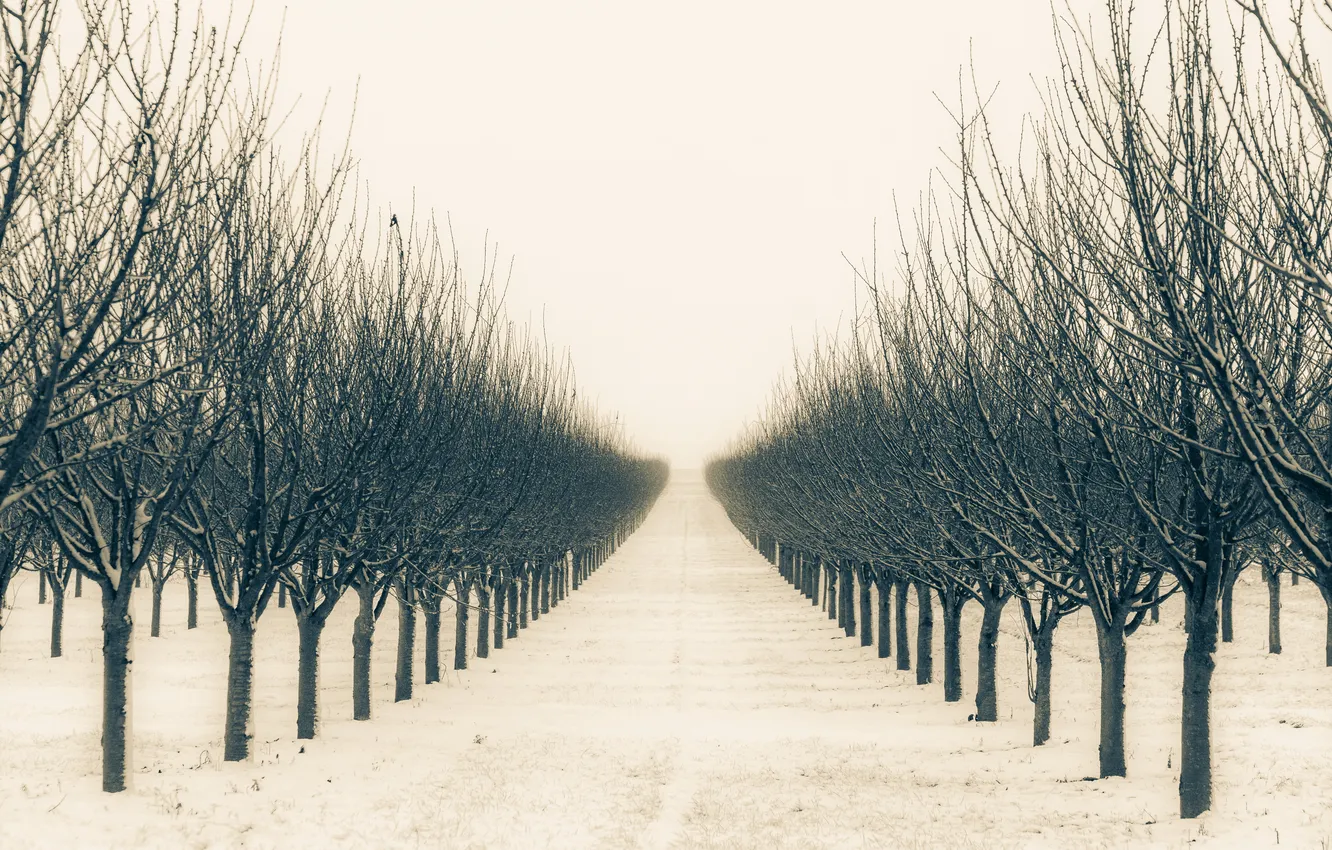 Фото обои зима, деревья, сад