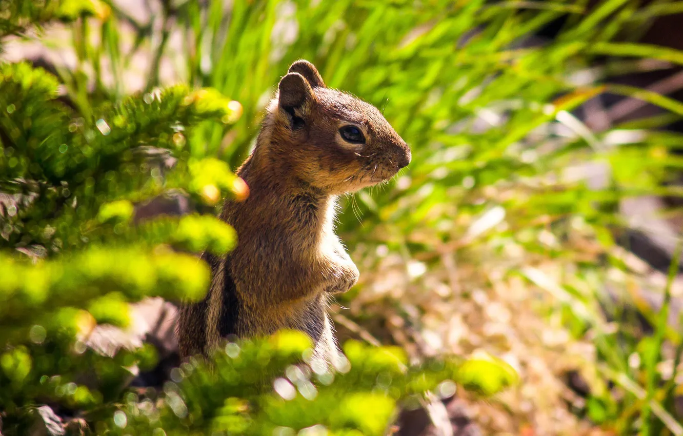 Фото обои бурундук, стойка, зверёк, грызун, chipmunk
