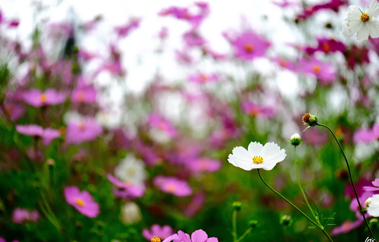 Фото обои цветы, фокус, розовые, белые, полевые, космея