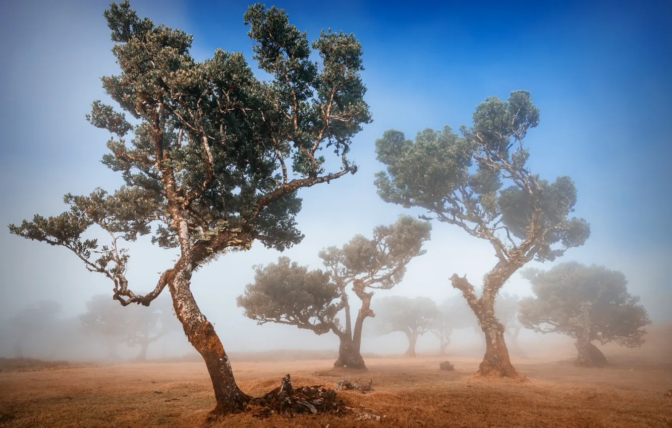 Фото обои деревья, туман, trees, fog, Adrian Popan