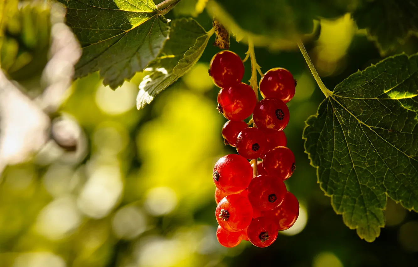 Фото обои листья, макро, ягоды, кисть, боке, красная смородина