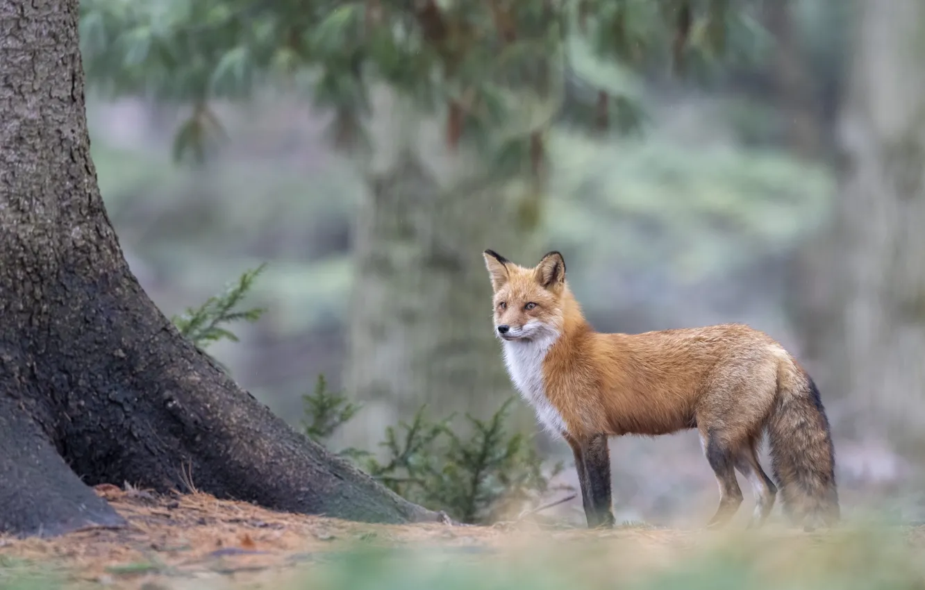 Фото обои лес, деревья, природа, поляна, лиса