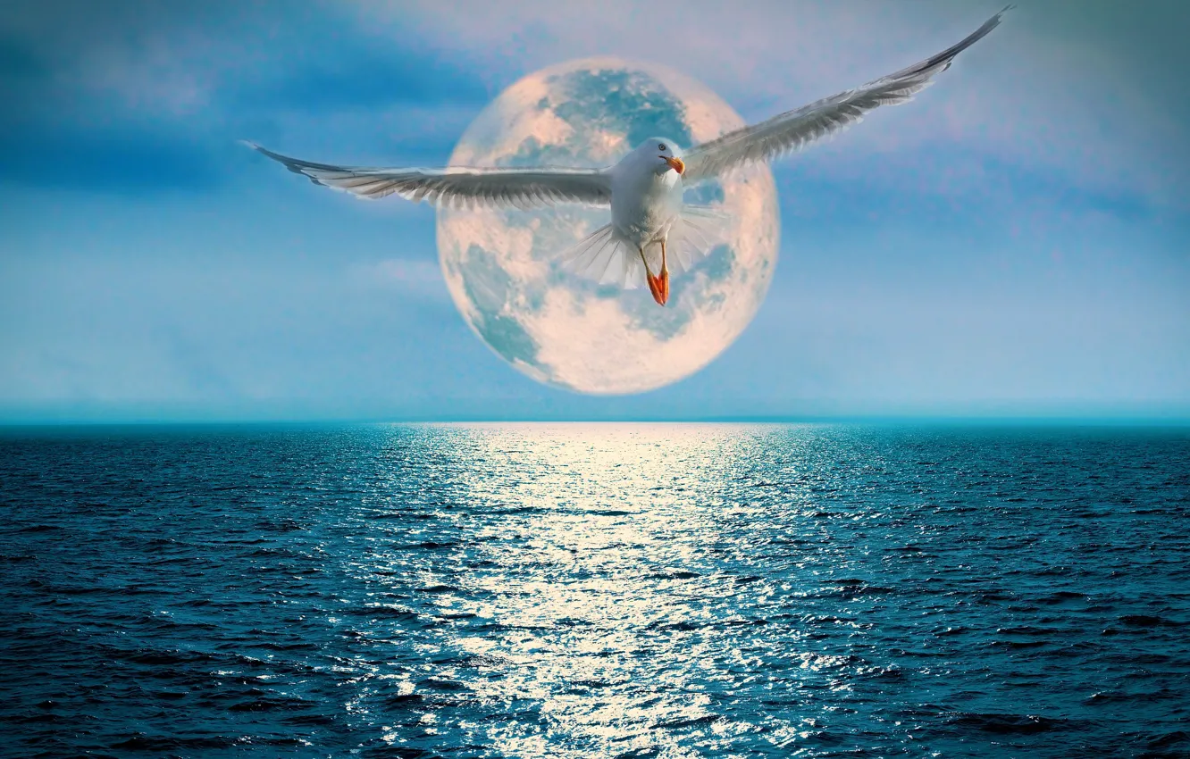 Фото обои океан, луна, чайка, дорожка