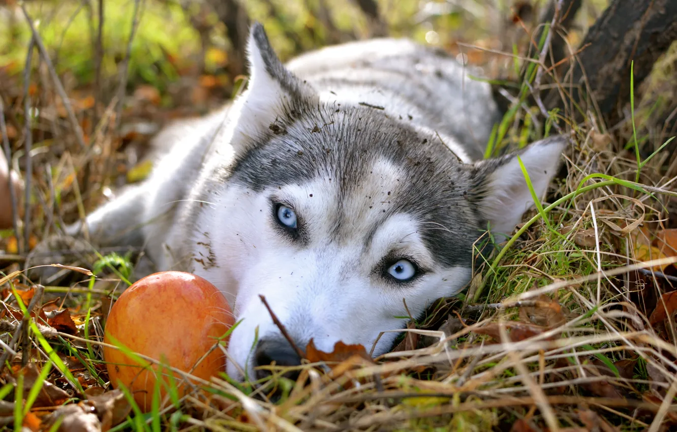 Фото обои осень, обои, яблоко, голубые глаза, грустные глаза, Сибирский хаски, husky
