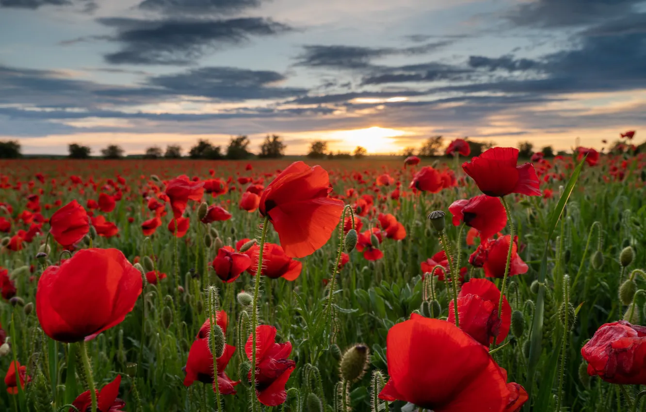 Фото обои поле, цветы, Англия, маки, England, Wiltshire, Уилтшир