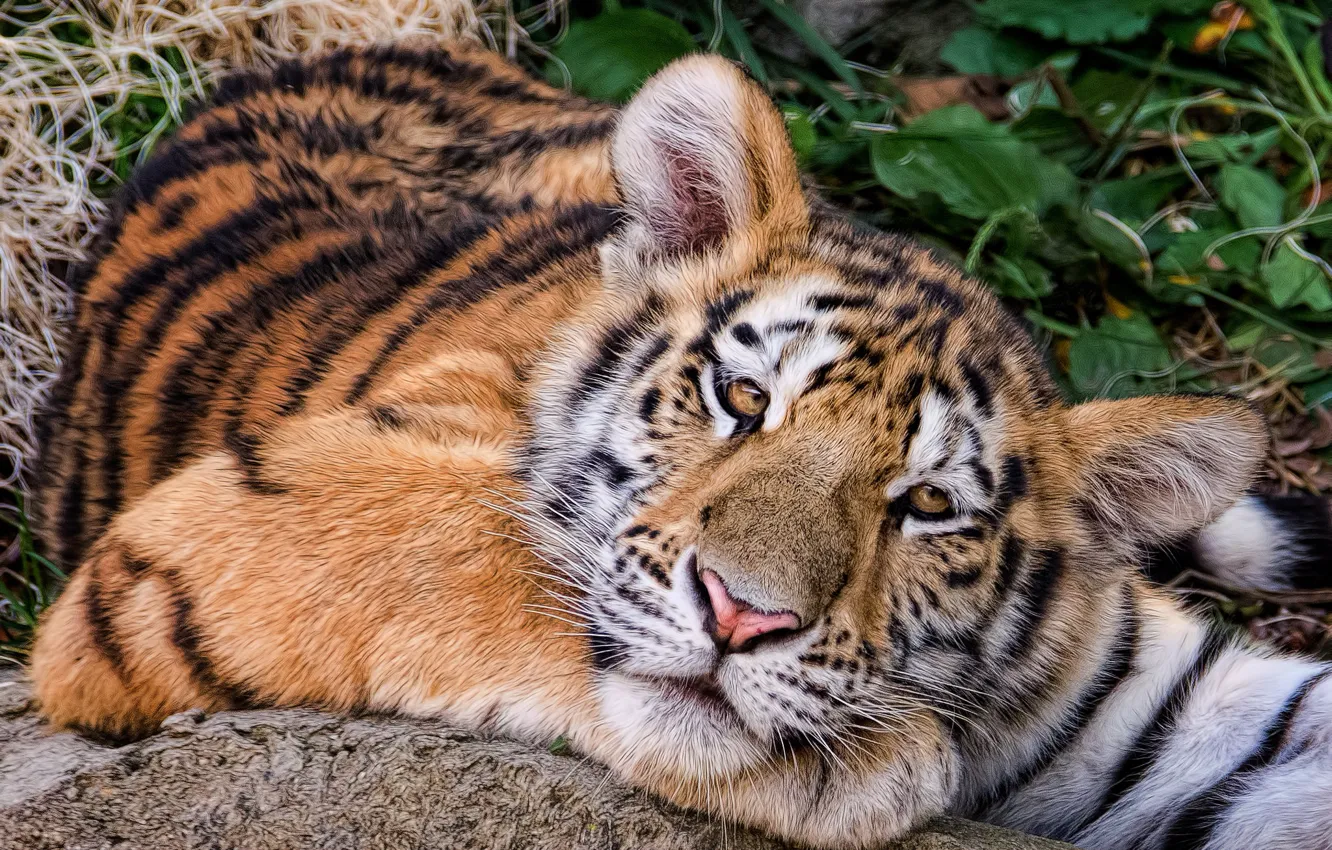 Фото обои взгляд, Амурский тигр, тигрёнок