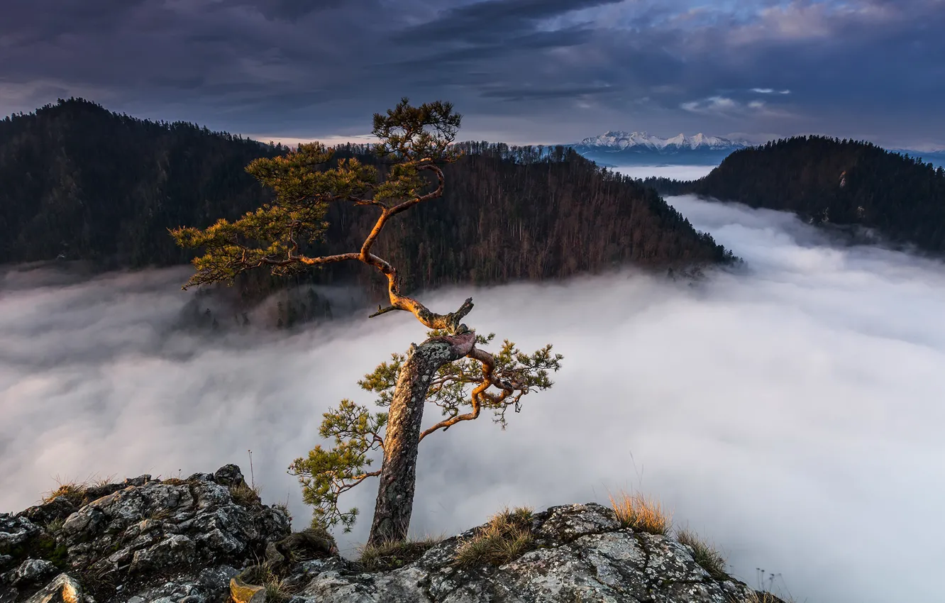 Фото обои горы, туман, дерево