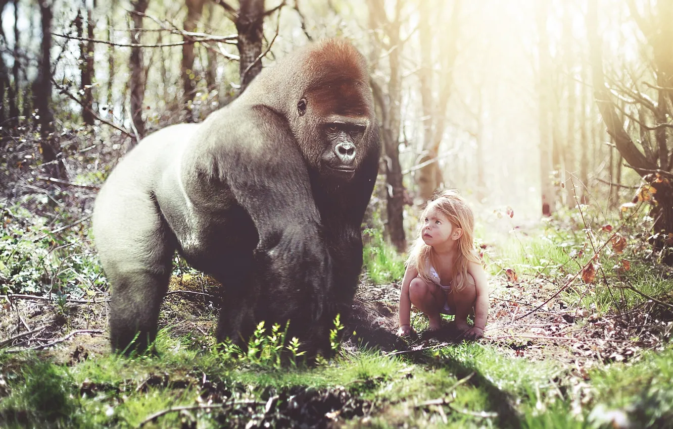 Фото обои лес, ситуация, обезьяна, горилла, девочка
