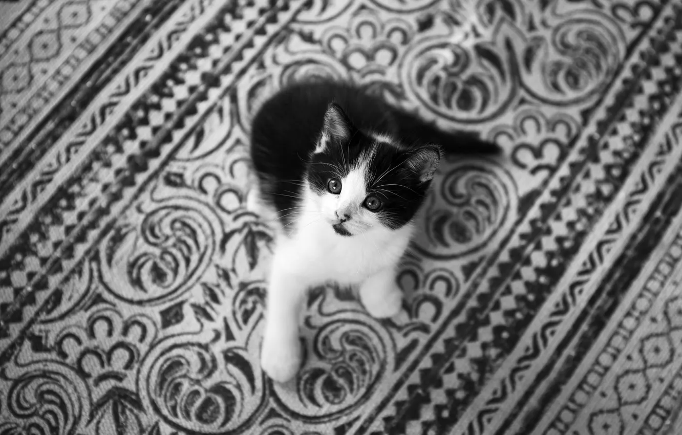 Фото обои взгляд, ковёр, малыш, чёрно-белая, котёнок, монохром