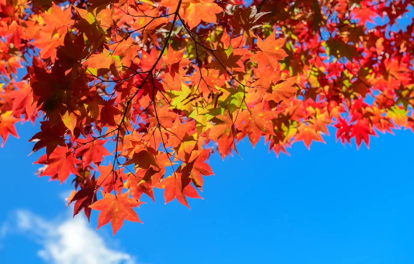Фото обои осень, листья, дерево, colorful, клен, autumn, leaves, осенние