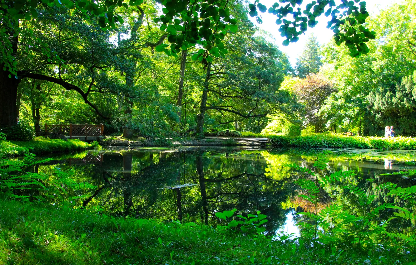 Фото обои green, forest, trees, water, park, pond